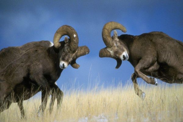 Rams lock horns in battle