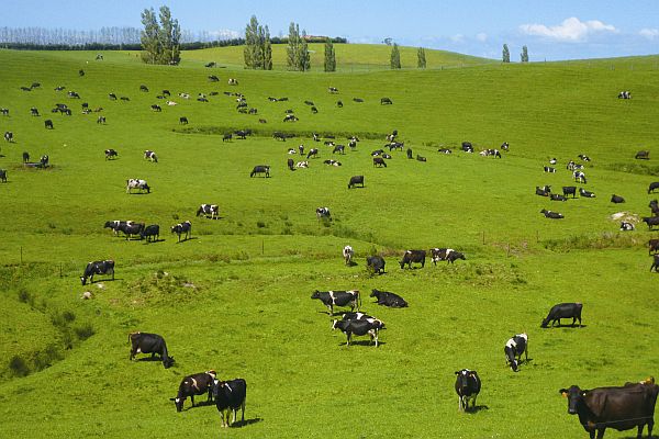 Abel GMP Dairy supply chain