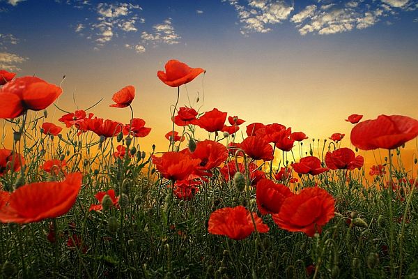 Anzac poppies