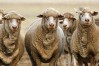 Australian wool testing authority