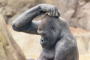 Half_intelligent_zebra report