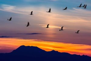 Cloud migration_McKinsey