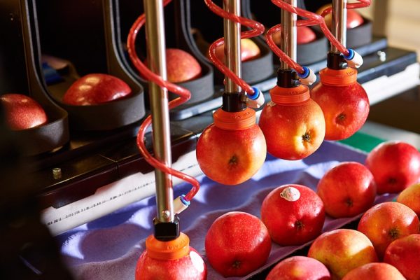 Automated apple packing_Robotics Plus