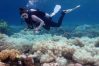 Great Barrier coral reef regenerated