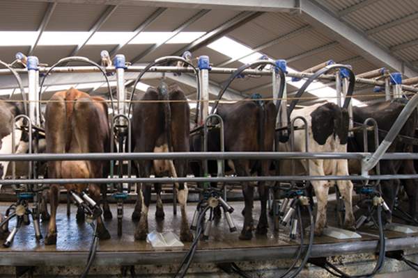Milking cows with IoT