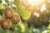 QA and ESG in focus as Zespri moves to new Horizons