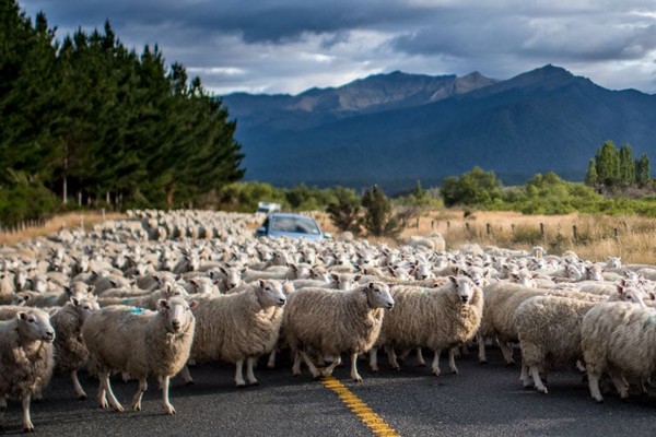 AI on the farm: From mob management to precision farming