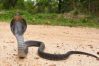 Unintended consequences: AI as a risk accelerant